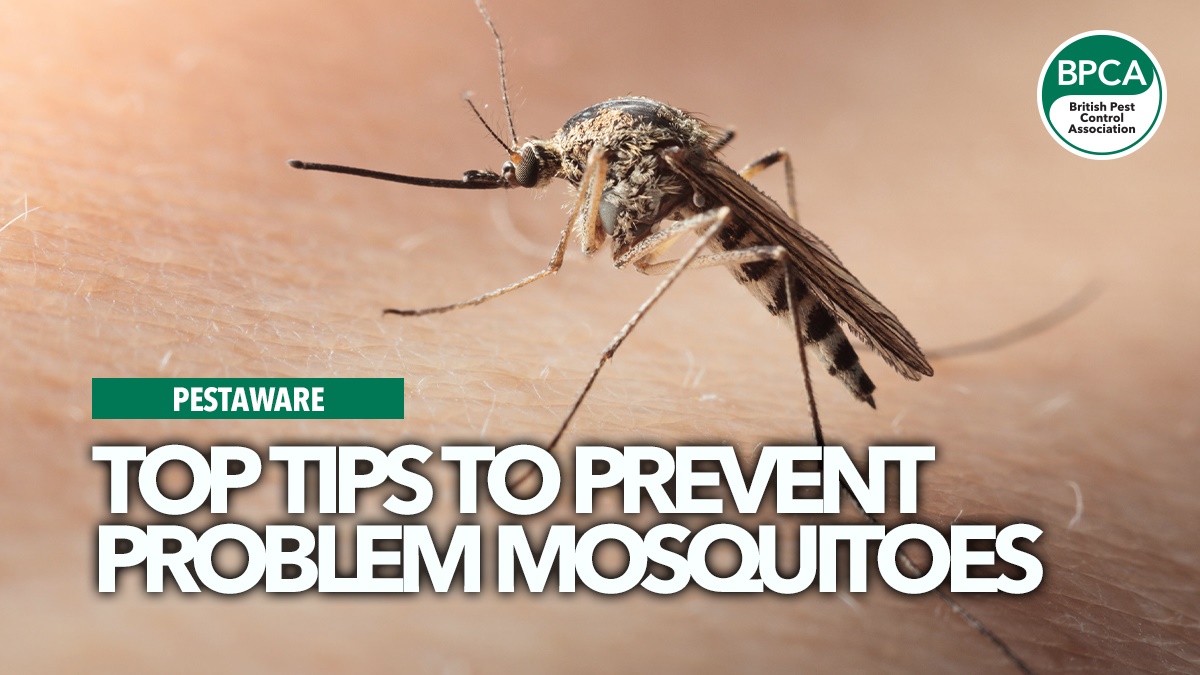 prevent-problem-mosquitoes-pestaware